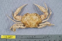 藏品(雙斑蟳)的圖片